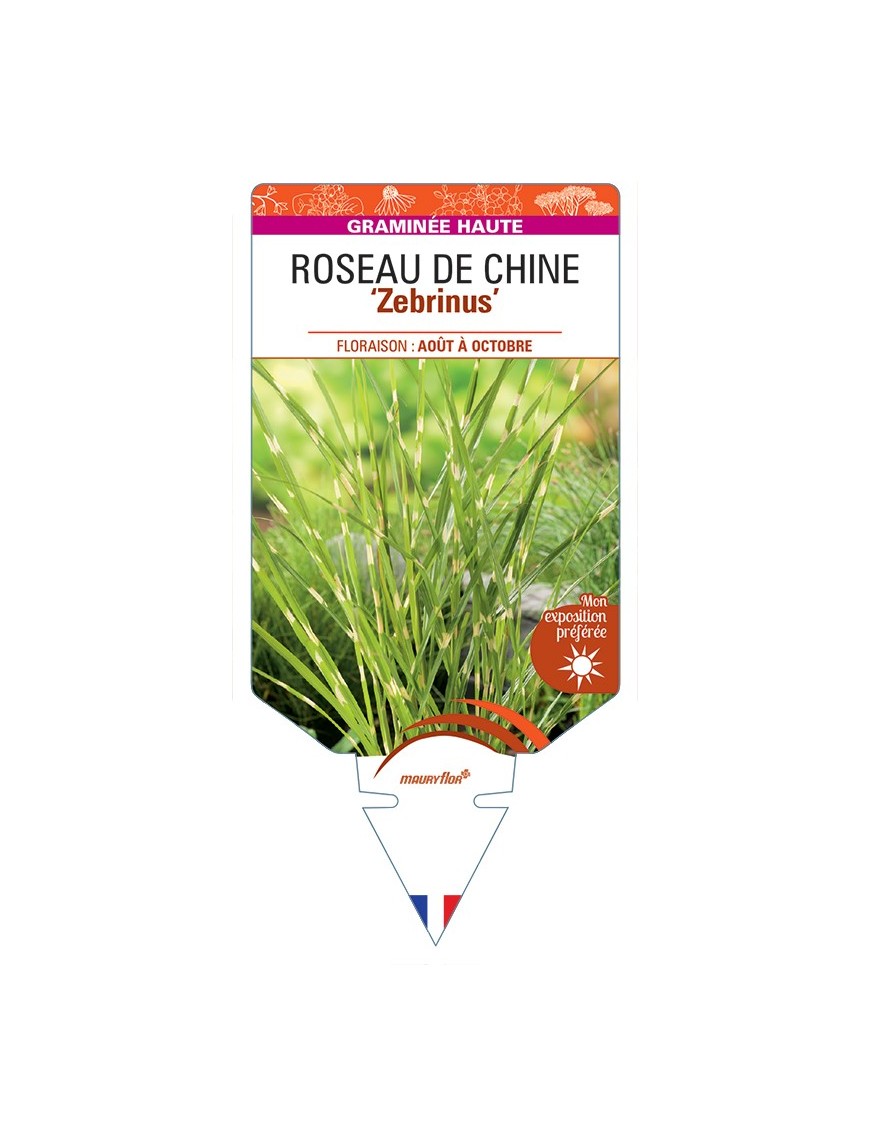 MISCANTHUS sinensis Zebrinus voir Roseau de Chine