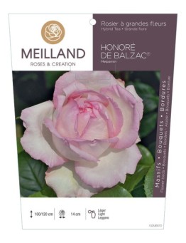 Rosier à grandes fleurs HONORÉ DE BALZAC ® Meiparnin