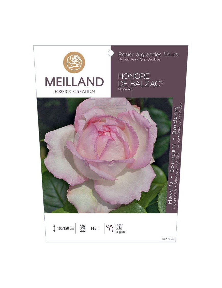 Rosier à grandes fleurs HONORÉ DE BALZAC ® Meiparnin