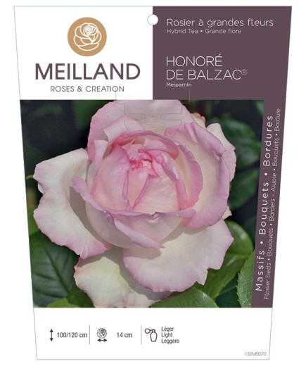 Rosier à grandes fleurs HONORÉ DE BALZAC ® Meiparnin