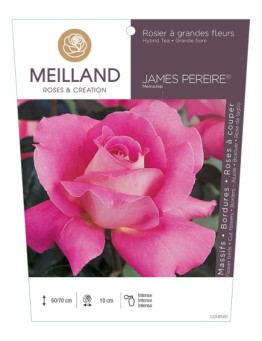 Rosier à grandes fleurs JAMES PEREIRE ® Meinorep