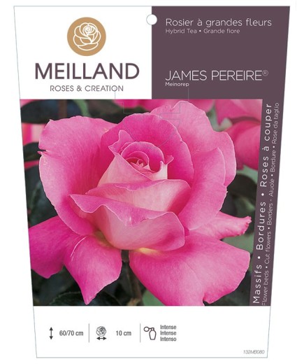 Rosier à grandes fleurs JAMES PEREIRE ® Meinorep