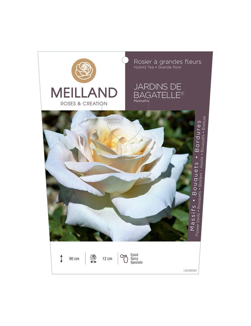 Rosier à grandes fleurs JARDINS DE BAGATELLE ® Meimafris