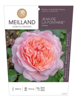 Rosier à grandes fleurs JEAN DE LA FONTAINE ® Meiffable
