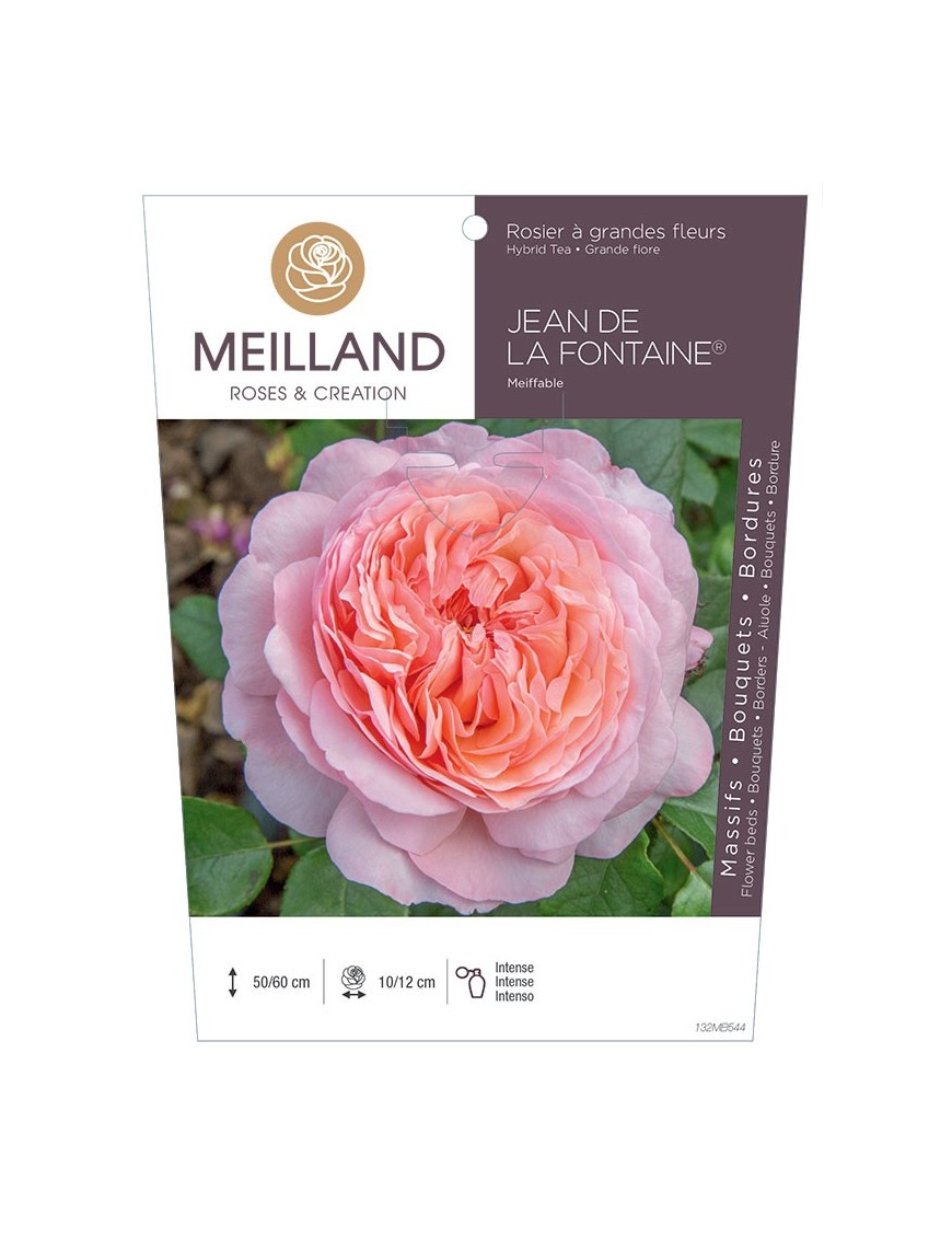 Rosier à grandes fleurs JEAN DE LA FONTAINE ® Meiffable