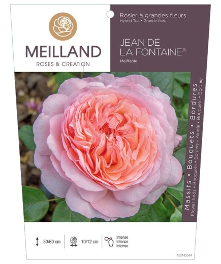 Rosier à grandes fleurs JEAN DE LA FONTAINE ® Meiffable
