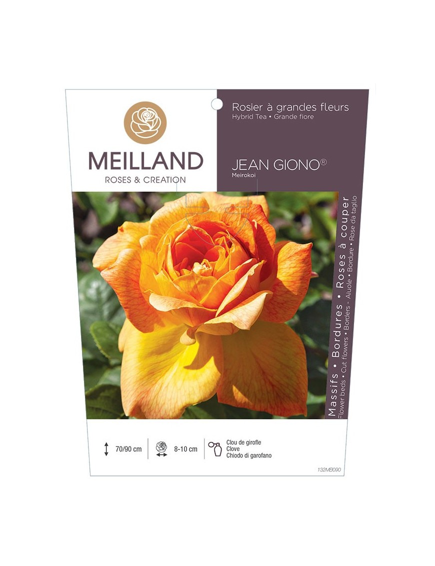 Rosier à grandes fleurs JEAN GIONO ® Meirokoi
