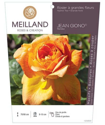 Rosier à grandes fleurs JEAN GIONO ® Meirokoi