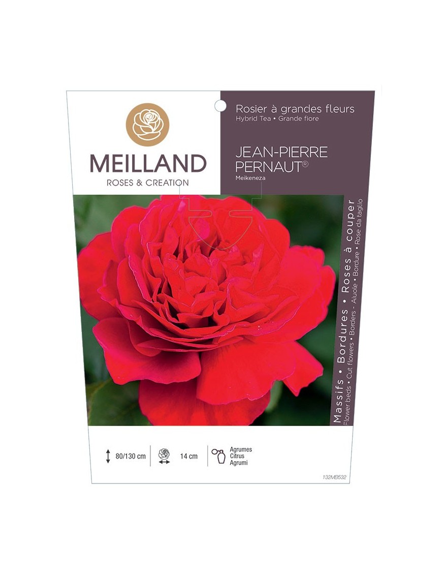 Rosier à grandes fleurs Jean-Pierre PERNAUT® Meikeneza
