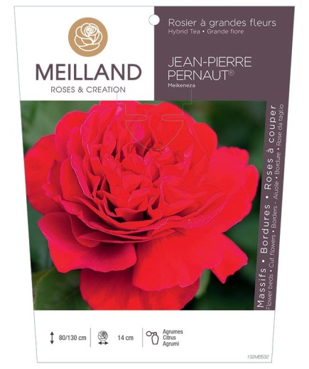 Rosier à grandes fleurs Jean-Pierre PERNAUT® Meikeneza