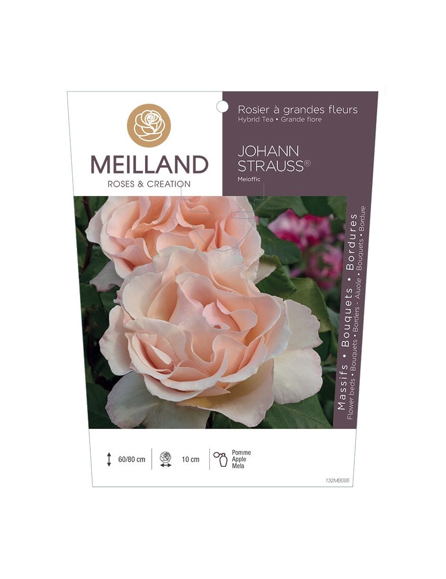 Rosier à grandes fleurs JOHANN STRAUSS ® Meioffic