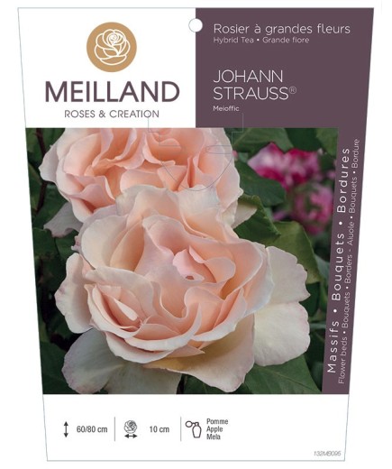Rosier à grandes fleurs JOHANN STRAUSS ® Meioffic