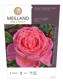 Rosier à grandes fleurs LIV TYLER ® Meibacus