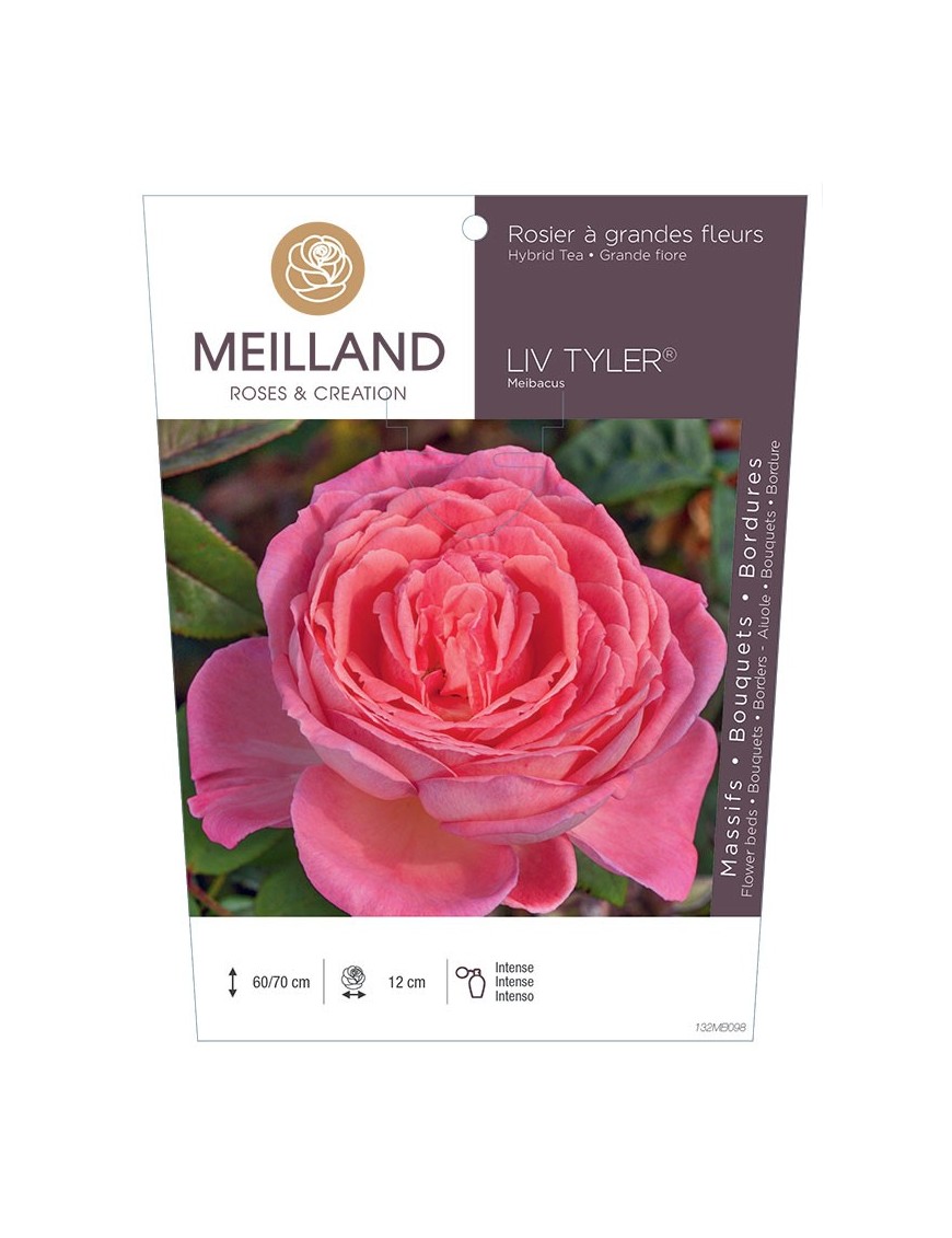 Rosier à grandes fleurs LIV TYLER ® Meibacus