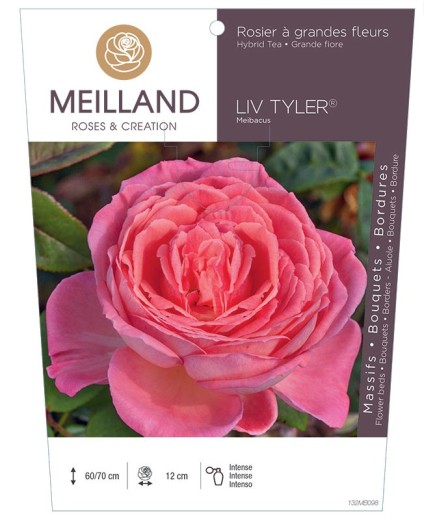 Rosier à grandes fleurs LIV TYLER ® Meibacus