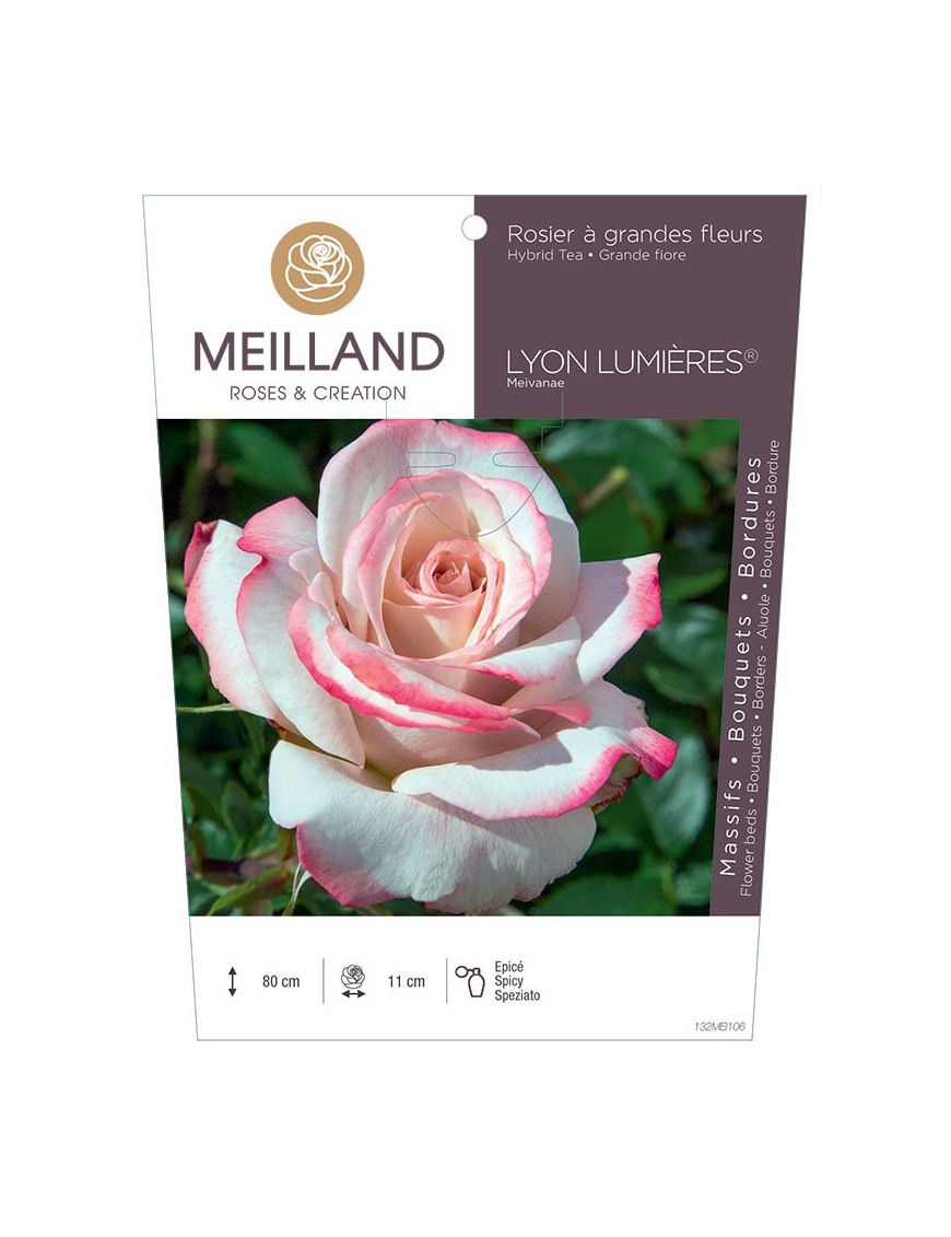 Rosier à grandes fleurs LYON LUMIERES ® Meivanae