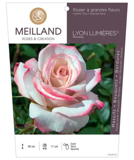 Rosier à grandes fleurs LYON LUMIERES ® Meivanae