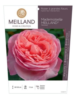 Rosier à grandes fleurs MADEMOISELLE MEILLAND ® Meinostair
