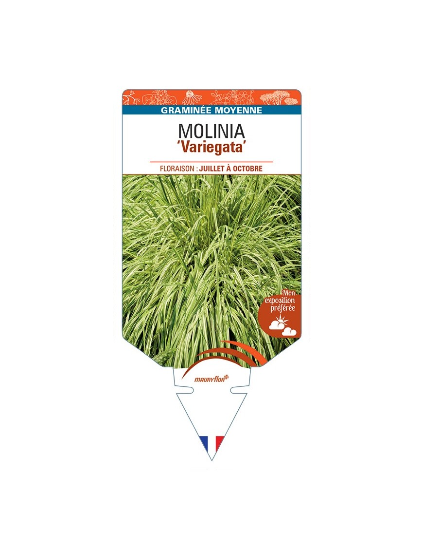 MOLINIA (caerulea) Variegata