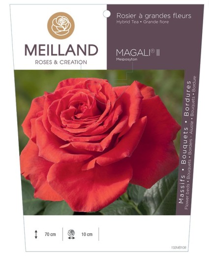 Rosier à grandes fleurs MAGALI ® II Meiposyton