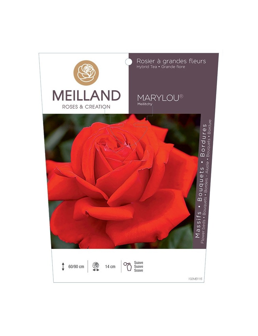 Rosier à grandes fleurs MARYLOU ® Meilitchy