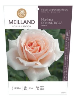 Rosier à grandes fleurs MAXIMA ROMANTICA ® Meikerira
