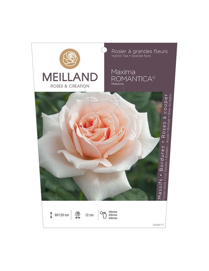 Rosier à grandes fleurs MAXIMA ROMANTICA ® Meikerira