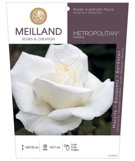 Rosier à grandes fleurs METROPOLITAN ® Meifaissel