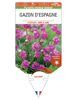 ARMERIA maritima rouge voir GAZON D'ESPAGNE (rouge)