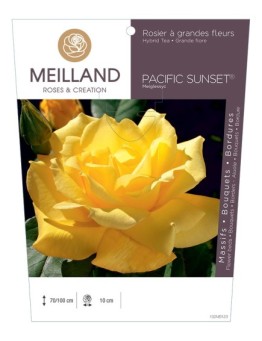 Rosier à grandes fleurs PACIFIC SUNSET ® Meiglessyc