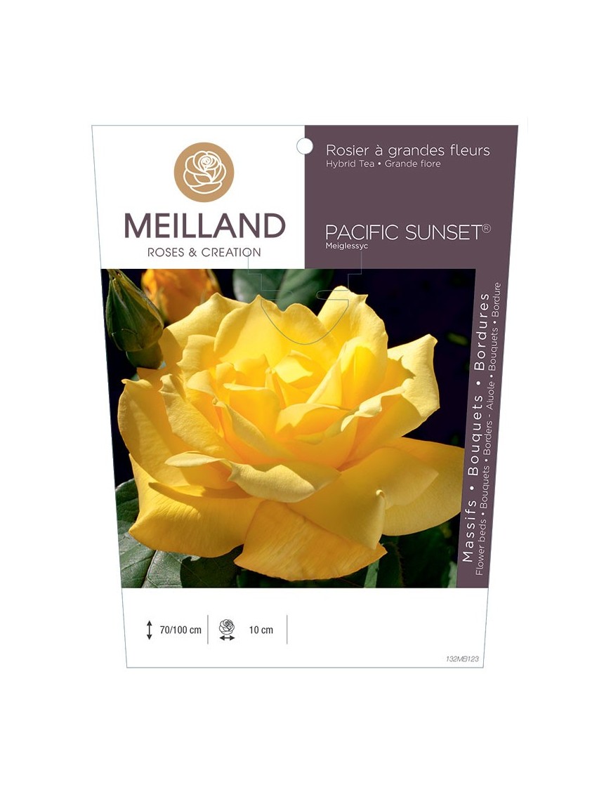 Rosier à grandes fleurs PACIFIC SUNSET ® Meiglessyc