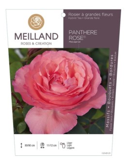Rosier à grandes fleurs PANTHÈRE ROSE ® Meicapinal