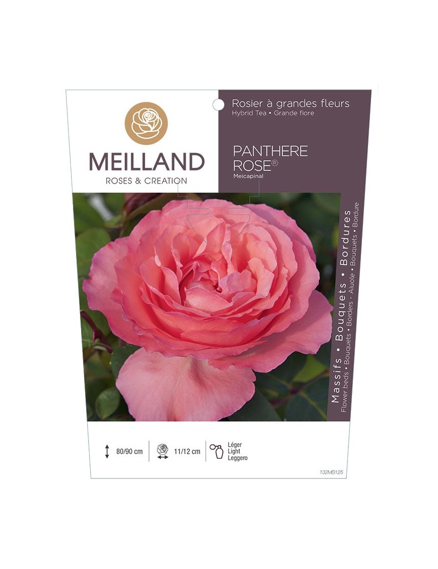 Rosier à grandes fleurs PANTHÈRE ROSE ® Meicapinal