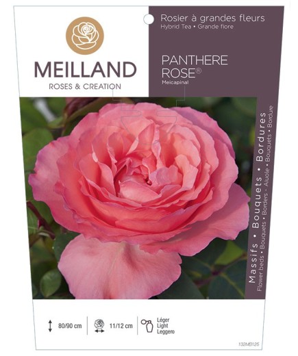 Rosier à grandes fleurs PANTHÈRE ROSE ® Meicapinal