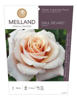 Rosier à grandes fleurs PAUL RICARD ® Meinivoz
