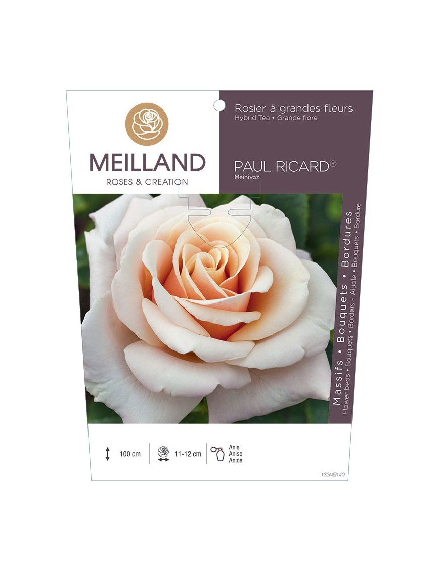 Rosier à grandes fleurs PAUL RICARD ® Meinivoz
