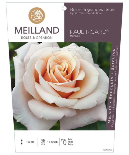 Rosier à grandes fleurs PAUL RICARD ® Meinivoz