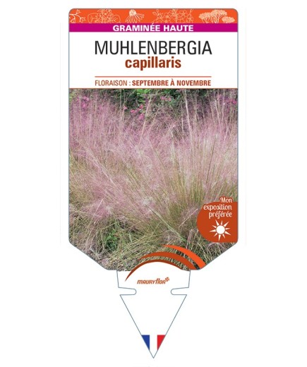 MUHLENBERGIA capillaris