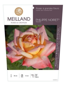 Rosier à grandes fleurs PHILIPPE NOIRET ® Meizoele
