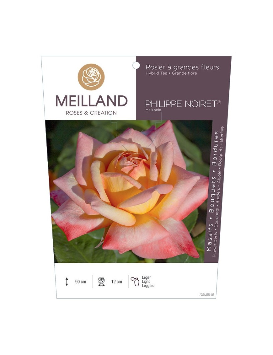 Rosier à grandes fleurs PHILIPPE NOIRET ® Meizoele