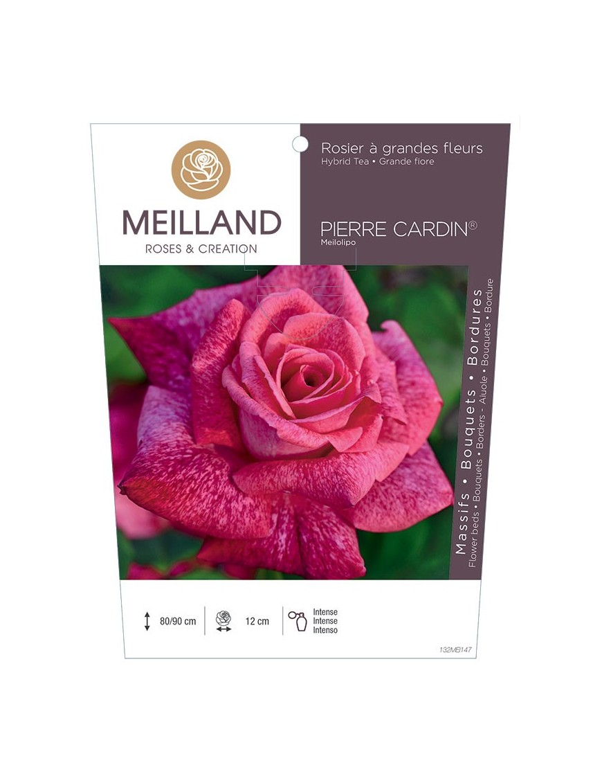 Rosier à grandes fleurs PIERRE CARDIN ® Meilolipo