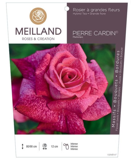 Rosier à grandes fleurs PIERRE CARDIN ® Meilolipo