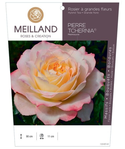 Rosier à grandes fleurs PIERRE TCHERNIA ® Meimouvie