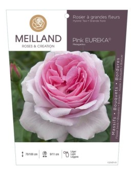 Rosier à grandes fleurs PINK EUREKA ® Meiagadou