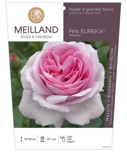 Rosier à grandes fleurs PINK EUREKA ® Meiagadou