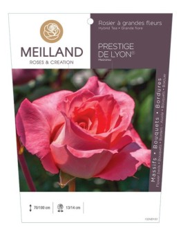 Rosier à grandes fleurs PRESTIGE DE LYON ® Meinimo *