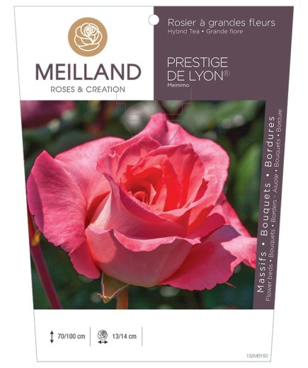 Rosier à grandes fleurs PRESTIGE DE LYON ® Meinimo *