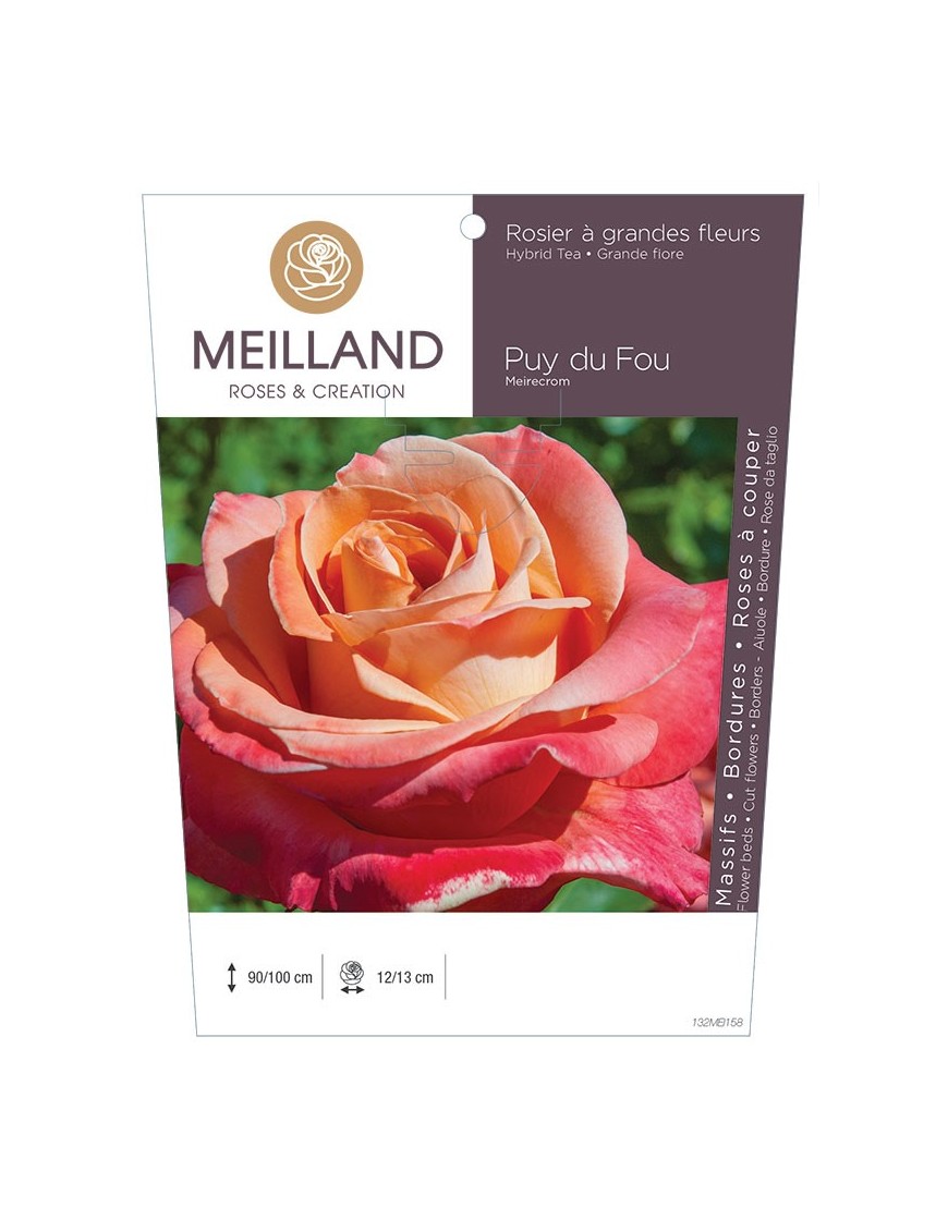 Rosier à grandes fleurs PUY DU FOU ® Meirecrom *