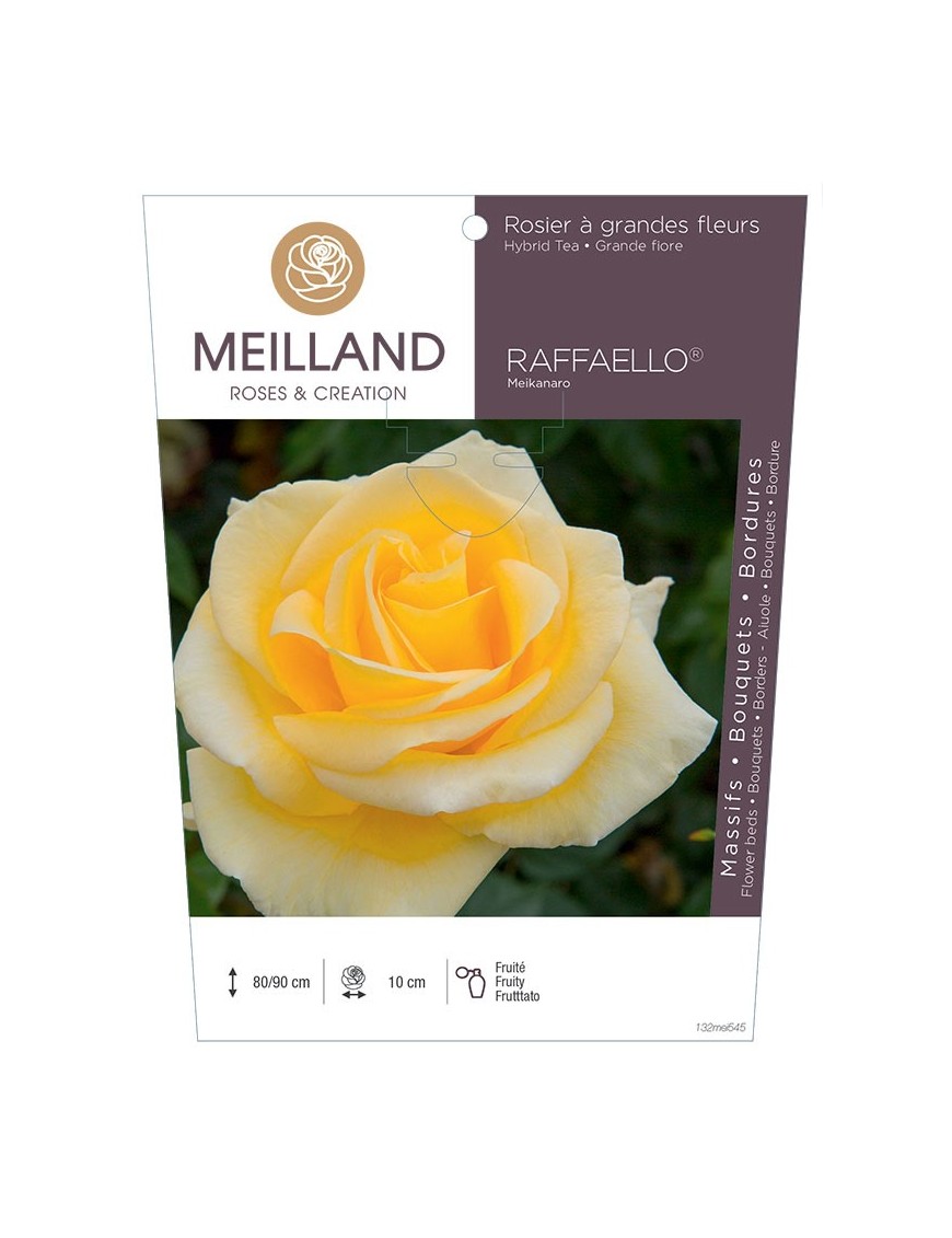 Rosier à grandes fleurs RAFFAELLO ® Meikanaro