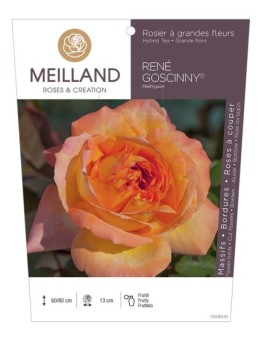 Rosier à grandes fleurs RENE GOSCINNY ® Meifrypon